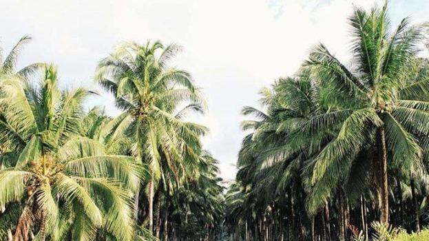 Indragiri Hilir Berjuluk 'Negeri Seribu Parit, Hamparan Kelapa Dunia', Kelapa Jadi Denyut Kehidupan